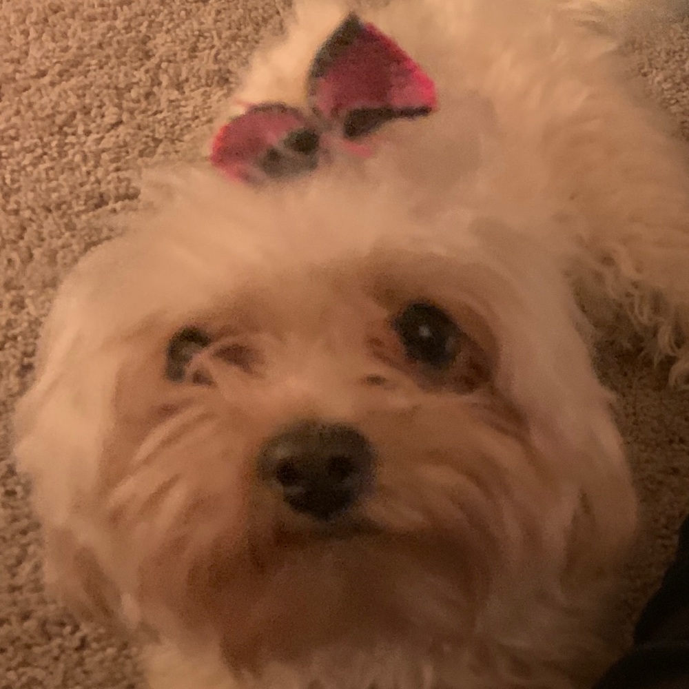 Meet your Posher, Diana